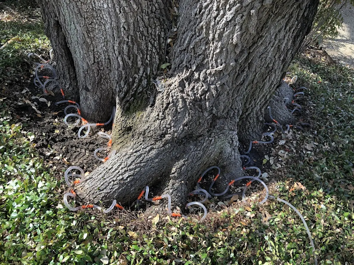 Detailed Tree Cabling and Bracing job site in Yampa