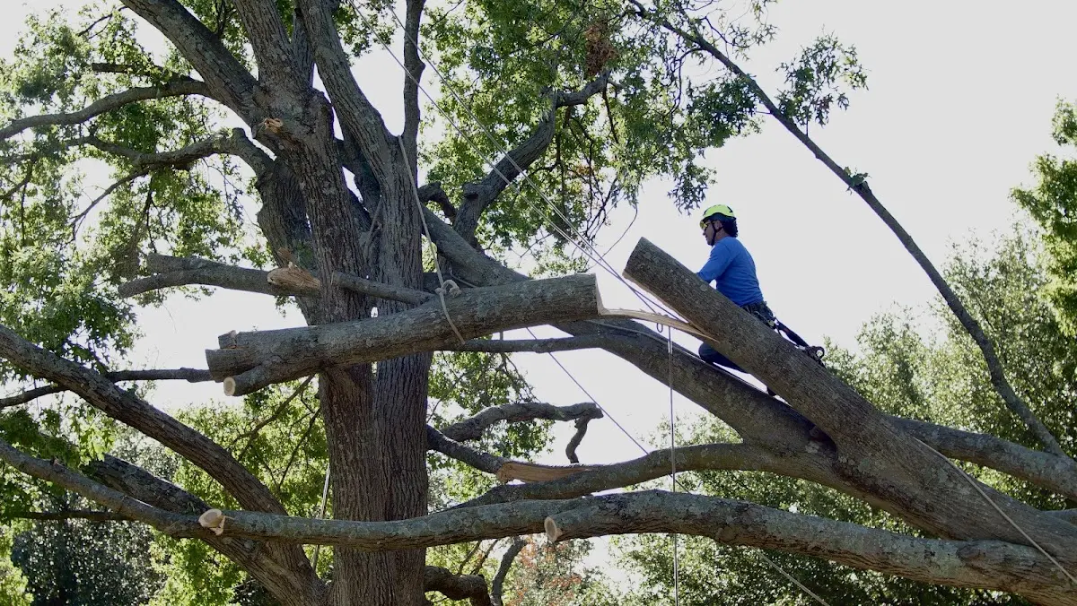 Professional Crown Thinning performed by certified arborists in Yampa