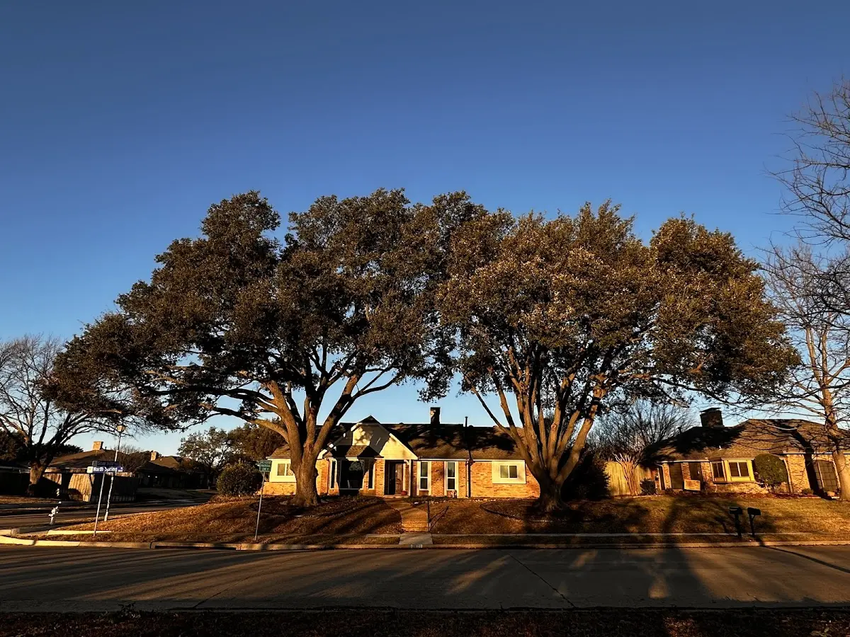 Established residential canopy tree shading a home in Yampa